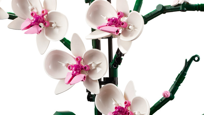 Orchidej