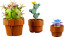 Miniatúrne rastliny
