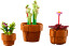Miniaturní rostliny