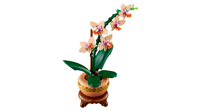 Miniatúrna orchidea