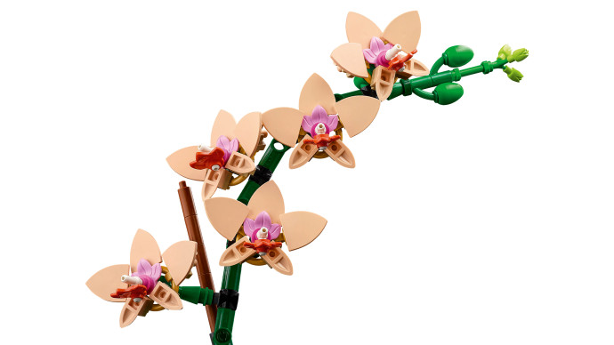 Miniatúrna orchidea