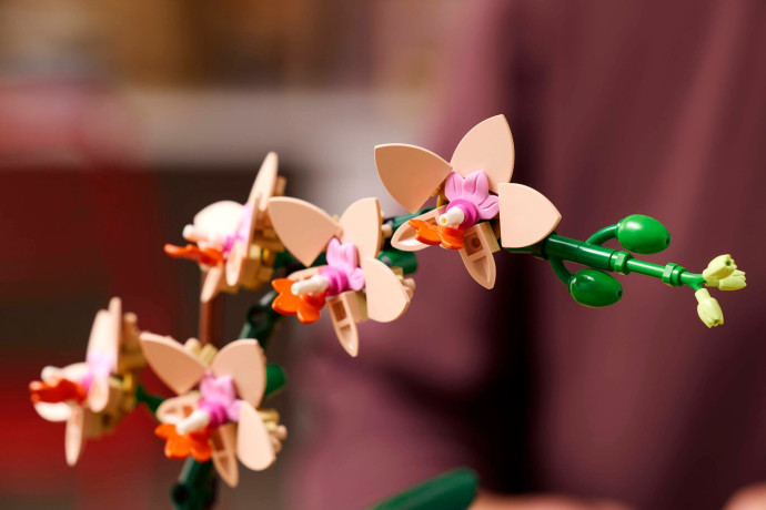 Miniatúrna orchidea
