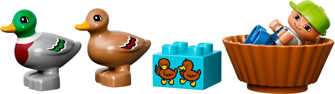Divoké kachny
