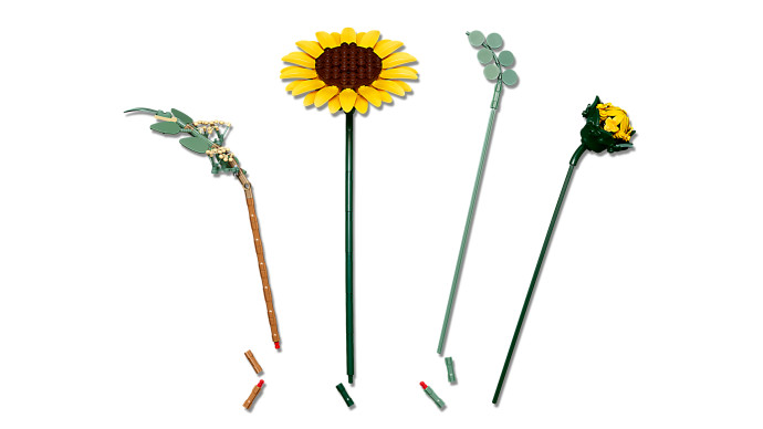 Kytica slnečníc