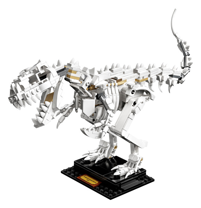Dinosaur Fossils