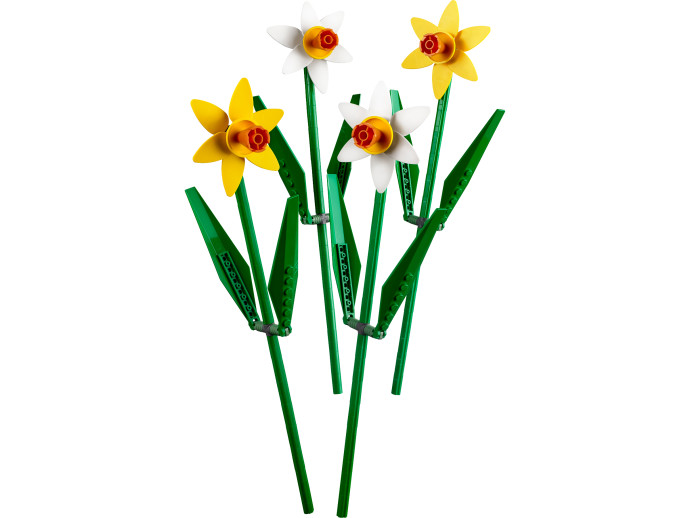 Narcisy