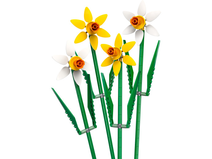 Narcisy