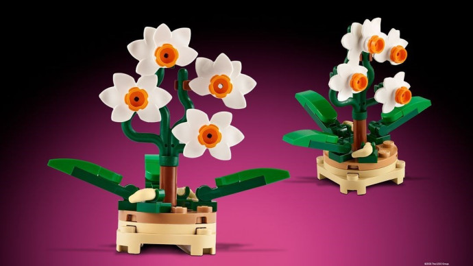 Micro Orchid