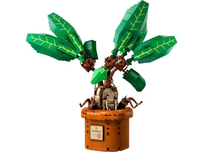 Mandragora