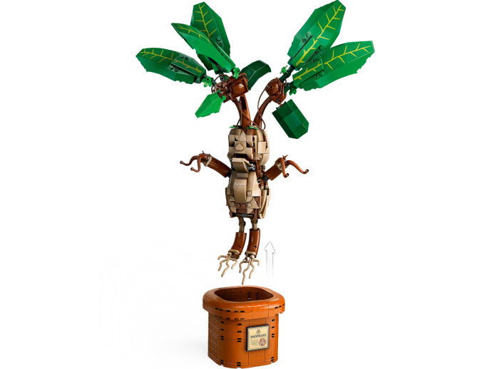 Mandragora
