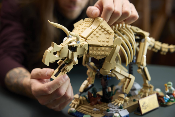 Dinosaurie fosílie: Triceratops