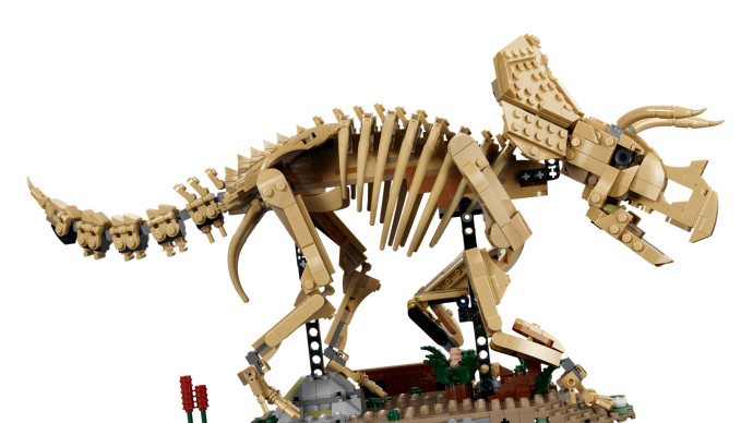 Dinosaurie fosílie: Triceratops