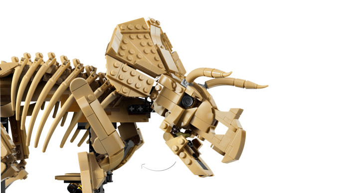 Dinosaurie fosílie: Triceratops